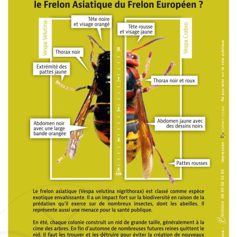 flyers 148x210mm www.frelonsasiatiques.fr 2023 02